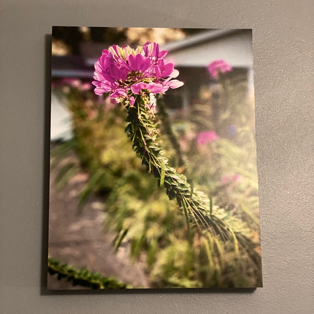 11 x 14 Pink Flower photograph by Ashley Miles